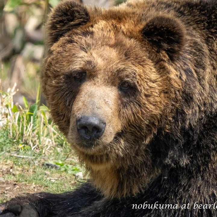 A grizzly bear laying down and looking at the viewer. Hello!